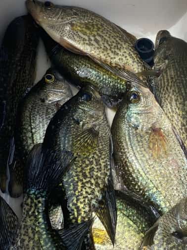 Where to Find Crappie on Lake Havasu