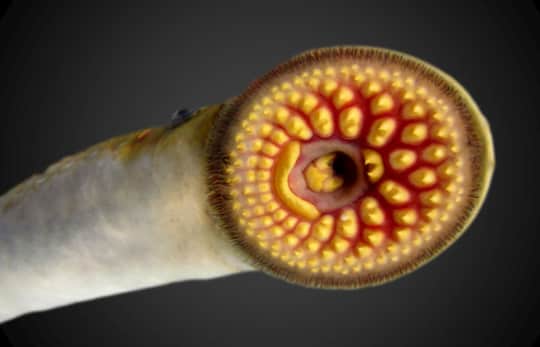 Lampreys Are A Remnant Of The Ancient Past