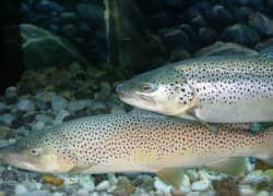 Brown Trout Are One Of The Most Diverse Vertebrates