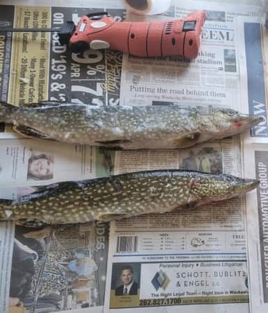 Best Size Northern Pike To Eat