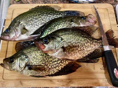 Crappie ready to cook