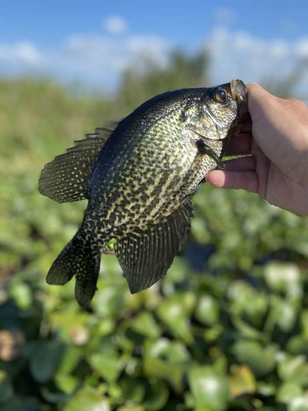 The Complete Guide To Speck Fishing In Florida