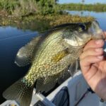 Black Crappie caught from a baited crappie hole