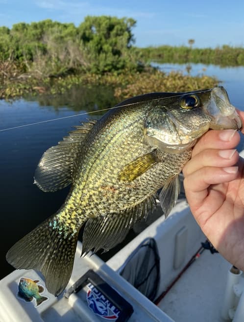 How To Find & Bait Your Own Crappie Hole