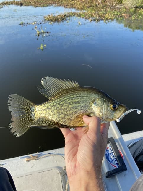 The 7 Best Crappie Lakes In Ohio (With TIps!)