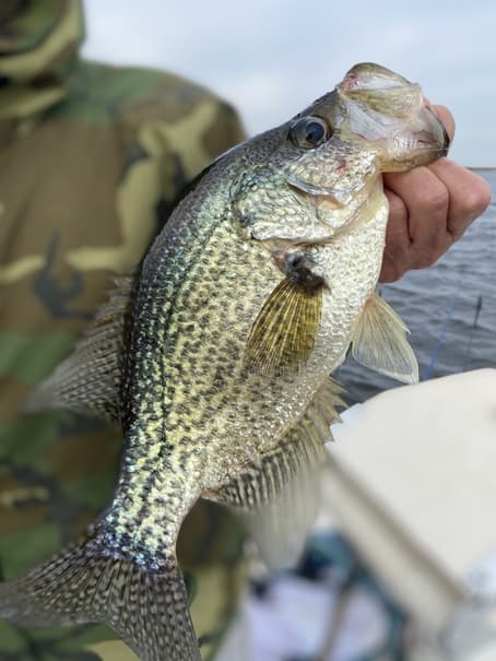 The 7 Best Lakes For Crappie Fishing In Texas