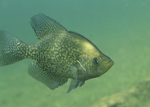 Black Nose Crappie: Everything You Need To Know