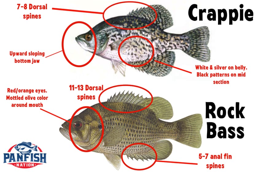 difference between crappie and bluegill