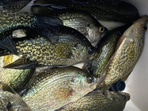 The 5 Best Crappie Lights For Night Fishing