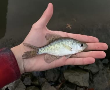 Baby Crappie