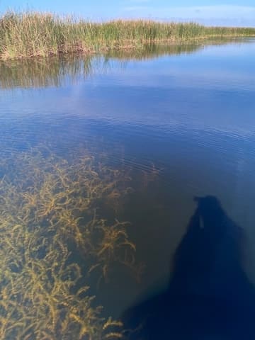 Crappie Beds