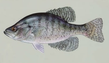 White Crappie Identification