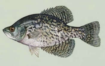 Black Crappie Identification