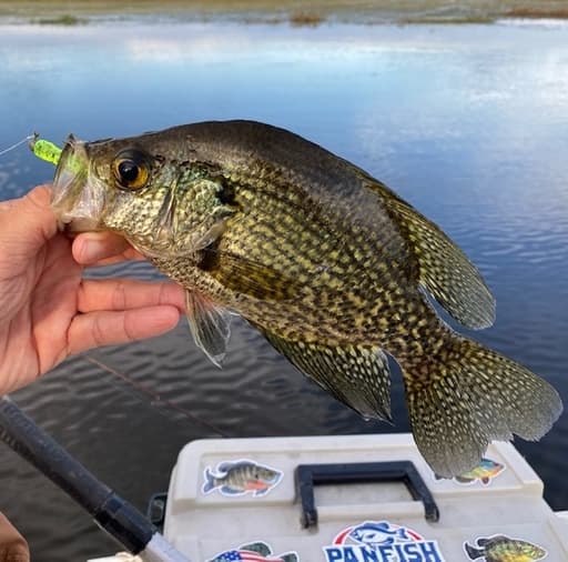 What Do Crappie Look Like