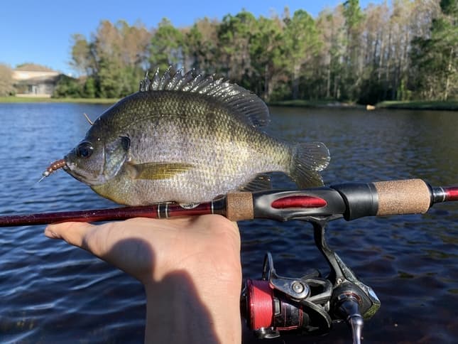 What Is The Best Fishing Line For Bluegill?
