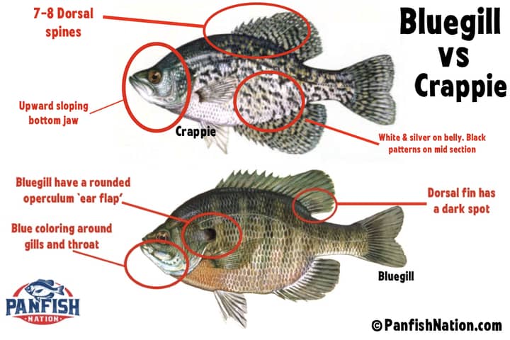 difference between crappie and bluegill