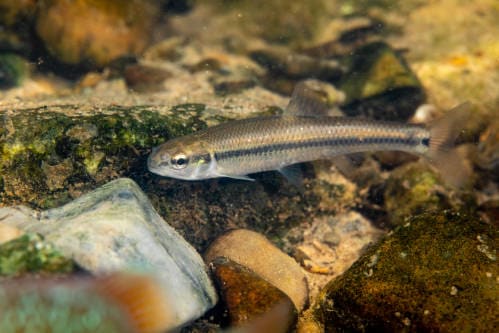 Bluntnose Minnow