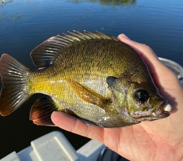 How To Find Bluegill Beds & Time The Spawn