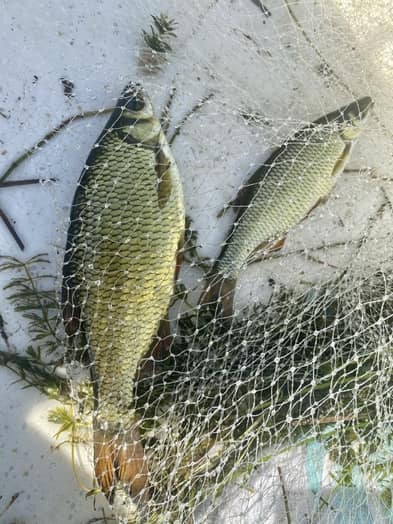 Minnows vs Shiners: What You Should Know