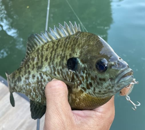 Bluegill caught on a crankbait