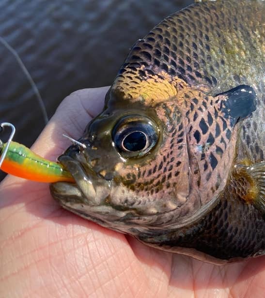 Bluegill caught during the May Spawn