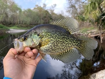 Nice black crappie