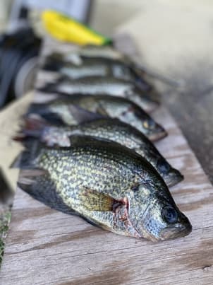 Crappie caught on live minnows I raised