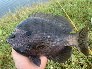 bluegill1 2 Bluegill vs Crappie: Everything You Need To Know!