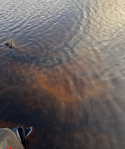 Bluegill bed (nest)