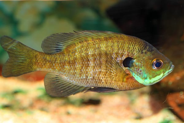 Pet Bluegill In Fish Tank