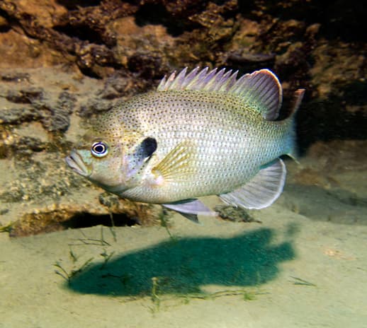 Catching Bluegill In Winter - Everything You Need to Know!