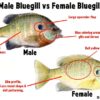 Hybrid Bluegill vs Bluegill: Differences, Explained! • Panfish Nation