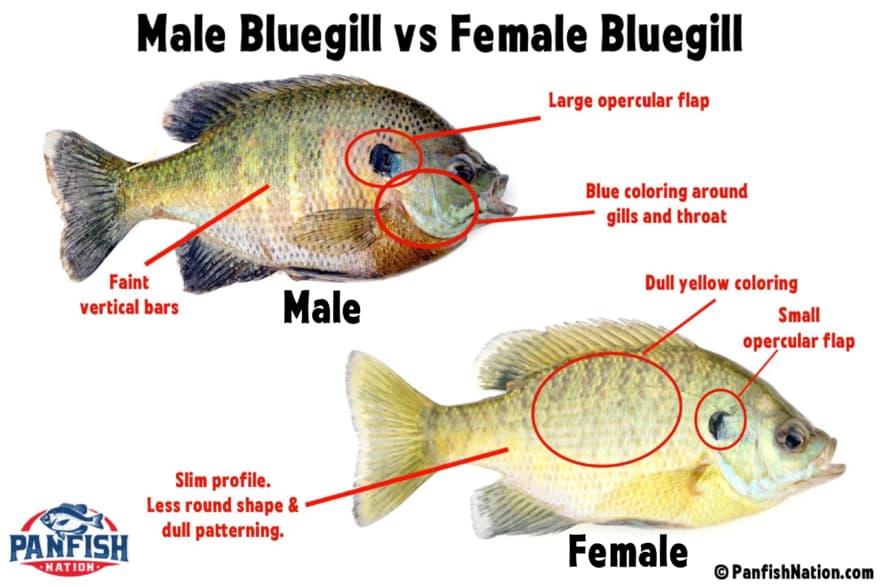 Male Bluegill vs Female Bluegill