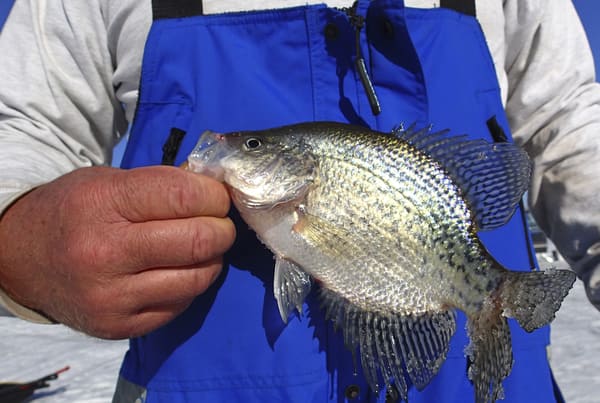 Michigan Crappie Fishing: 6 Lakes You've Got To Try