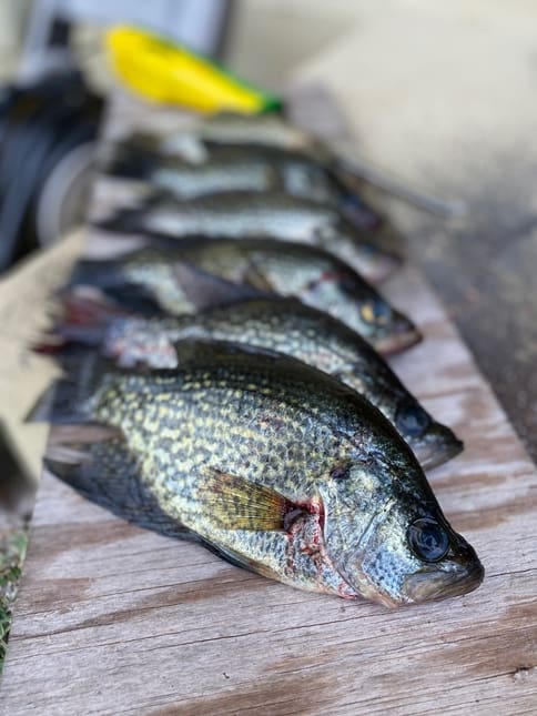 The 6 Best Lakes For Crappie Fishing In Arizona
