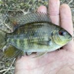 Using Tilapia as Bait? Tips & What You Should Know