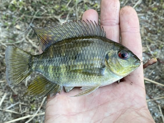 Using Tilapia as Bait? Tips & What You Should Know