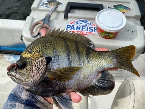 Large Male Coppernose Bluegill