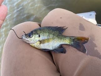 Live bluegill hooked through upper lip