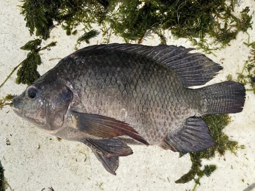 What Do Tilapia Eat In The Wild? You May Be Surprised!