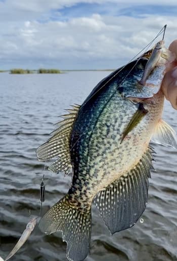 What To Know When Using Minnows For Crappie Fishing