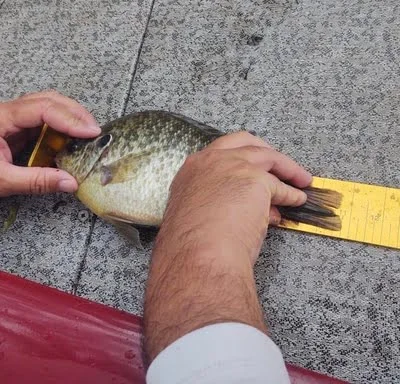 Panfish being measured on a bump board