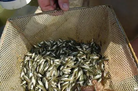 Largemouth Bass Finerlings