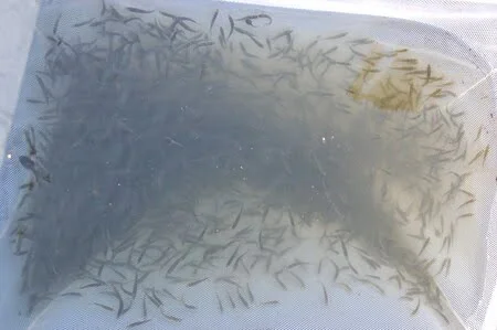 One-week old bass fry