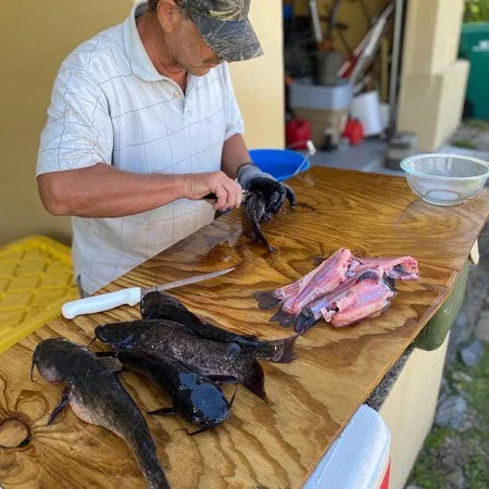 How to clean and fillett a mess of brown bullhead catfish