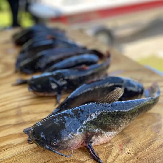 Are Bullhead Catfish Good To Eat? (Hint: Heck Yes!)