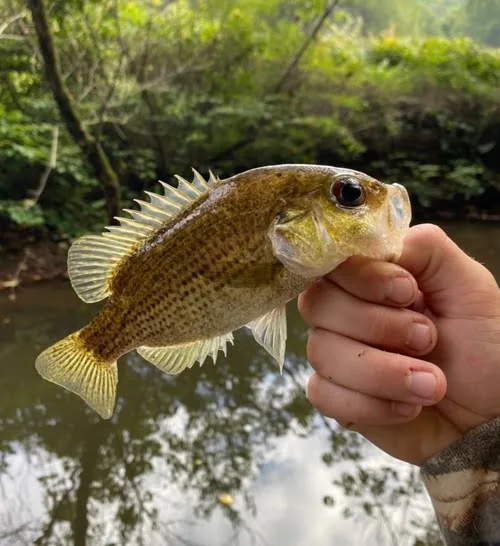 Are Rock Bass Good To Eat? You May Be Surprised! 