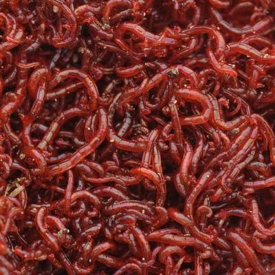 Blood Worms