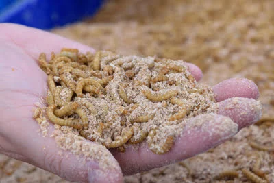 Mealworms