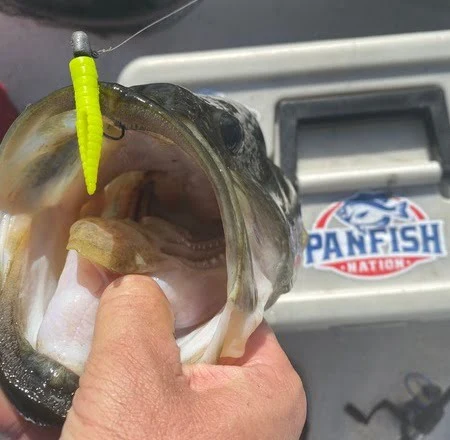 Nice largemouth Bass caught on a Crappie Magnet Jig and BFS reel